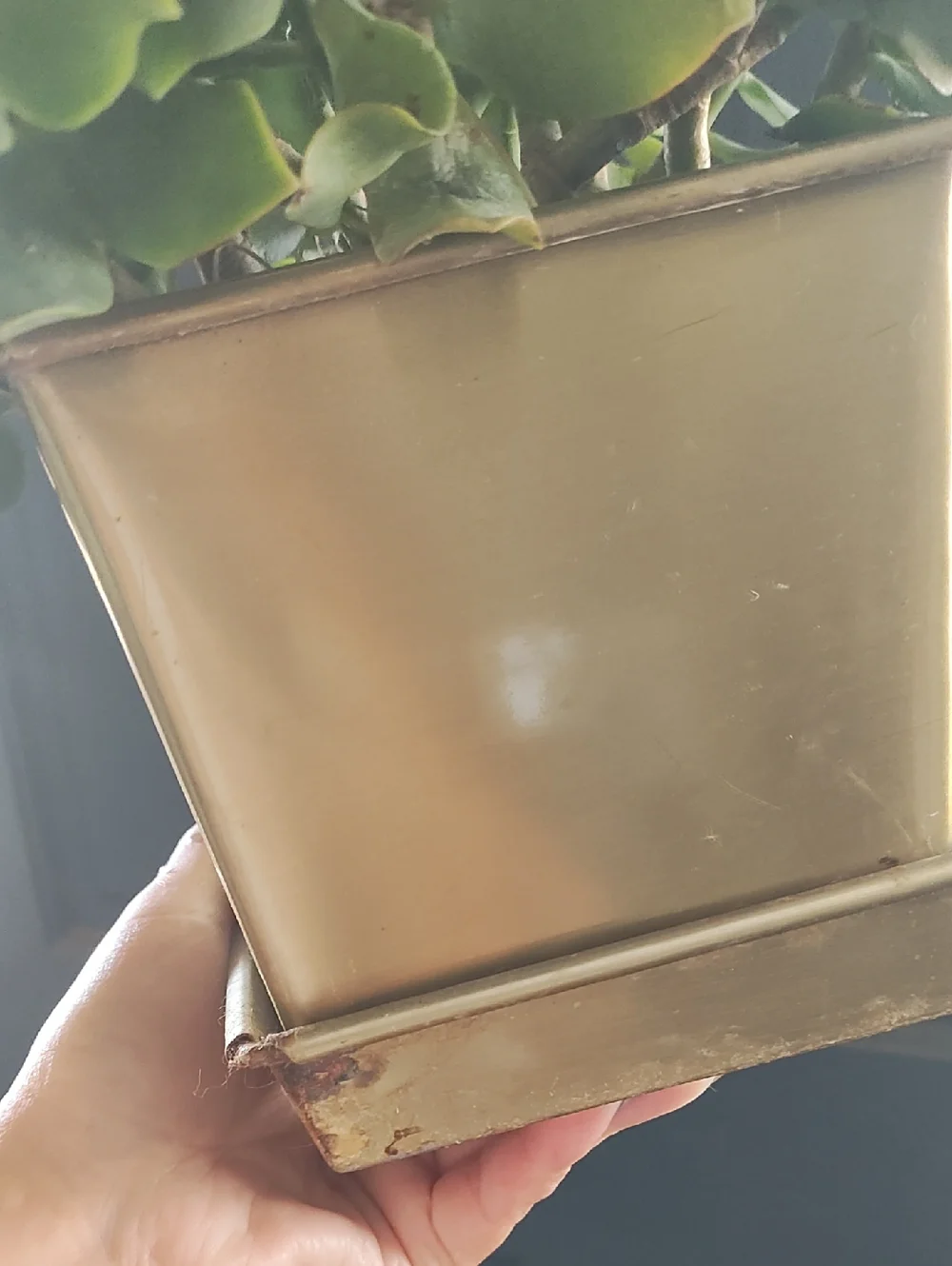 Crassula JADE Gold Square Planter - Home AccentS